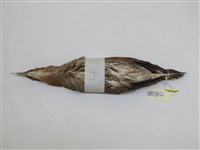 藏品(黑冠麻鷺)的圖片